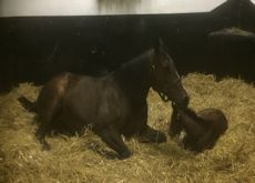 Foaling Boxes