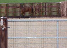 All Weather Paddocks