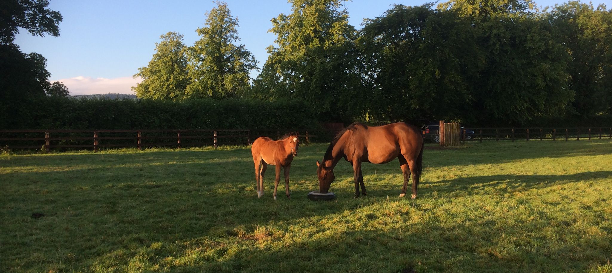 Ballinalard Stud Mares