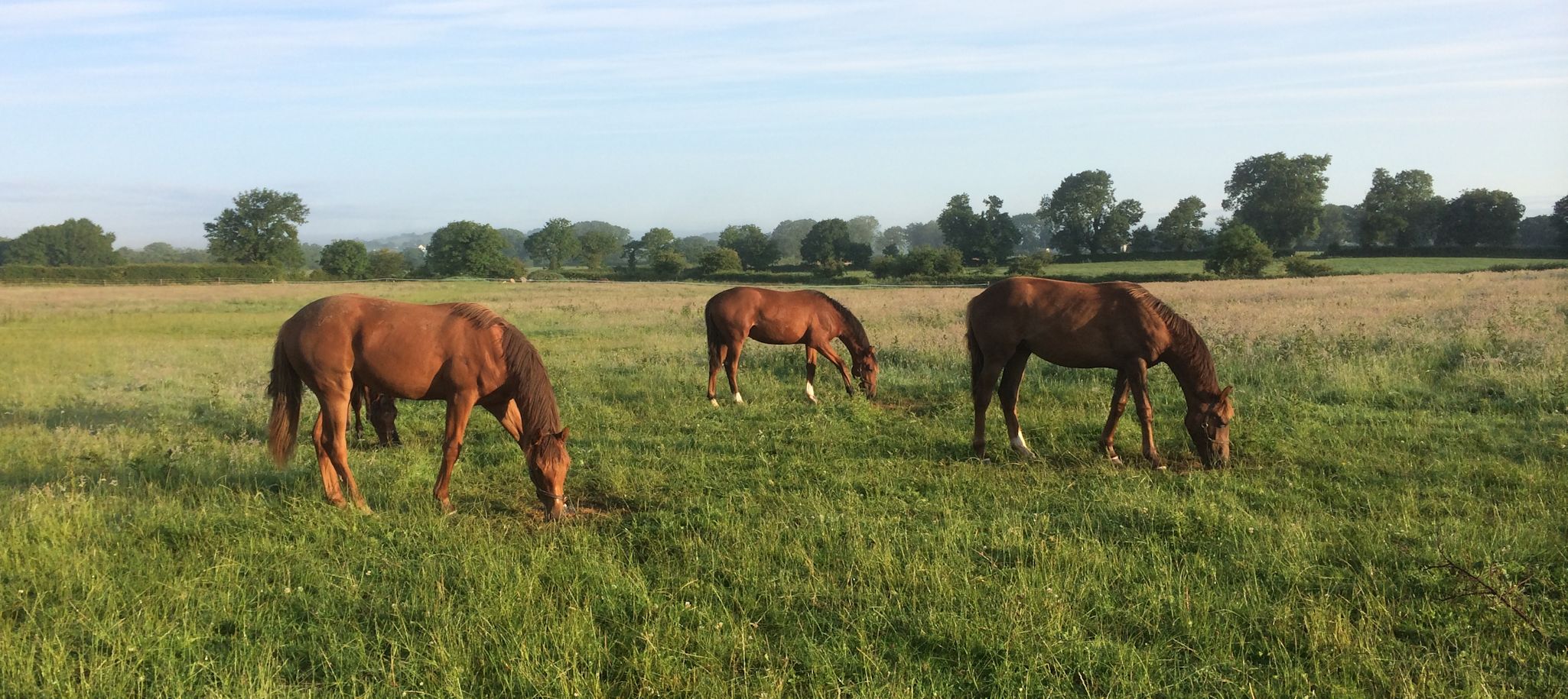 Ballinalrd Stud Horses Grazing
