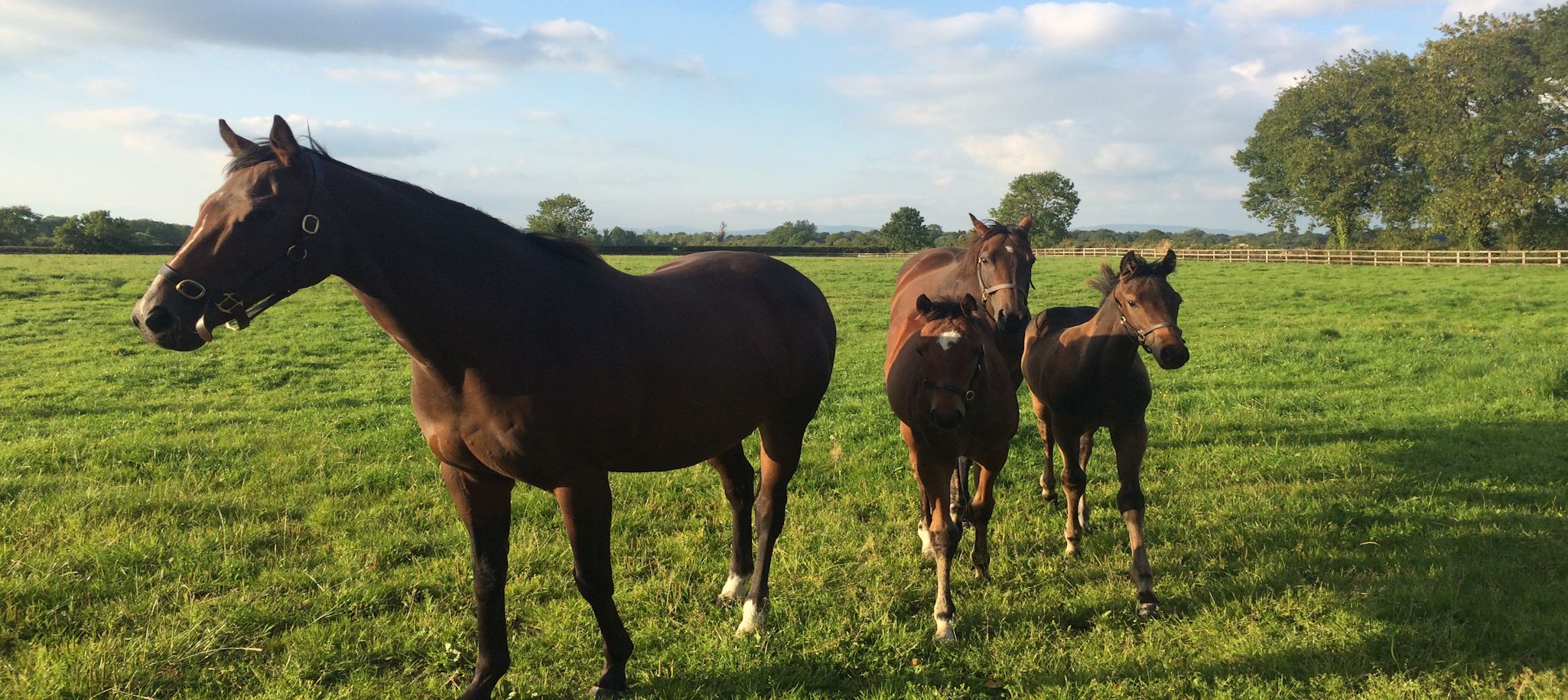Ballinalard Stud Foals