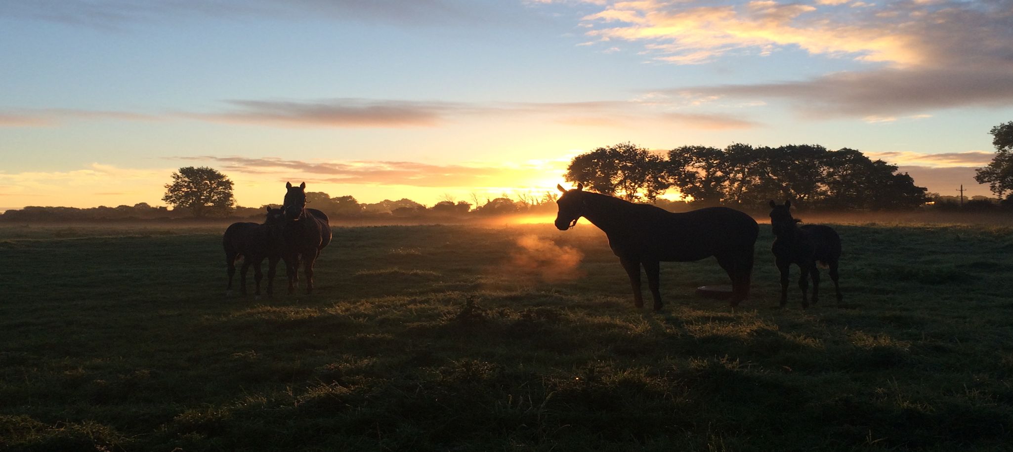 Ballinalard Stud Sunset